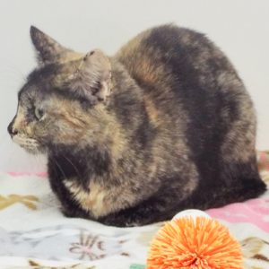 Picture of Phoebe