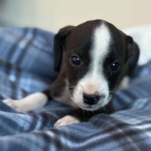 Picture of Poe