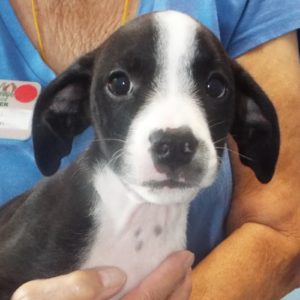 Picture of Poe