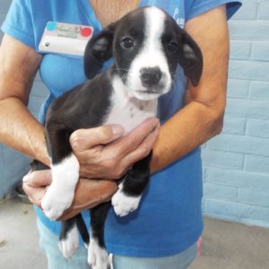 Picture of Poe
