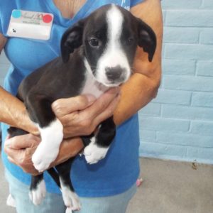 Picture of Poe