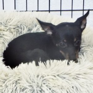 Picture of Prince