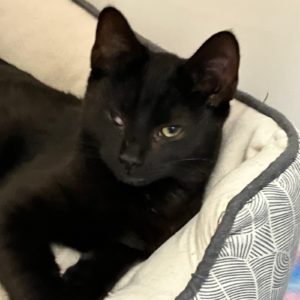 Picture of Riff