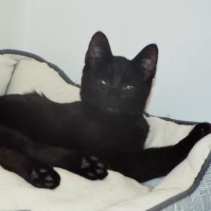Picture of Riff