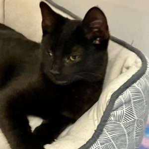 Picture of Riff