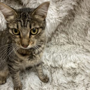 Picture of Sunseeker