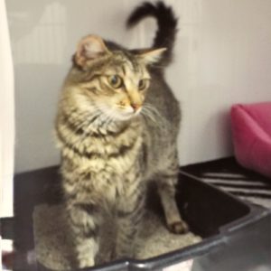 Picture of Sunseeker