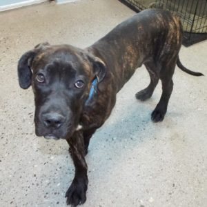 Picture of Titus