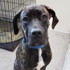 Picture of Titus