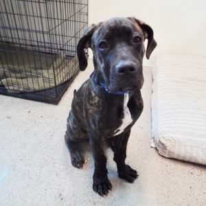 Picture of Titus
