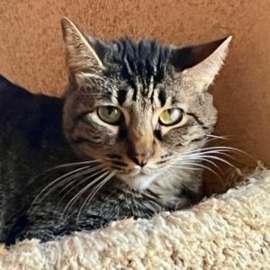 Picture of Willow