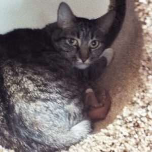 Picture of Willow