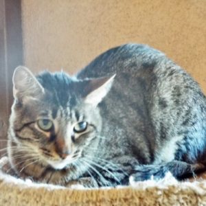 Picture of Willow