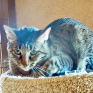 Picture of Willow