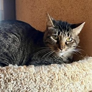 Picture of Willow