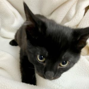 Picture of Amp