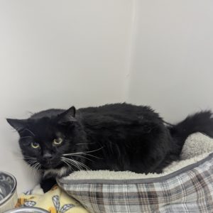Picture of Blinky
