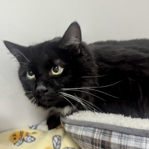 Picture of Blinky