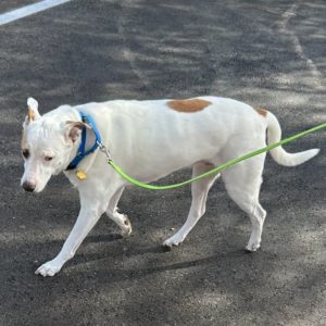 Picture of Buddy
