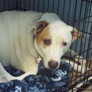 Picture of Buddy