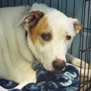 Picture of Buddy