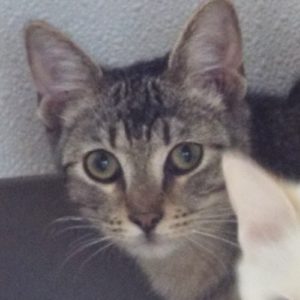 Picture of Enzo