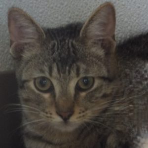 Picture of Enzo