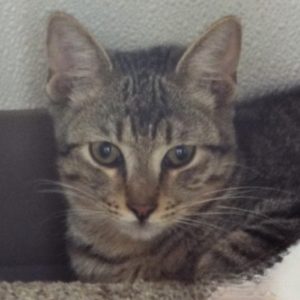 Picture of Enzo