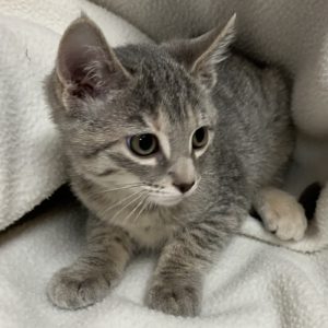 Picture of Genie