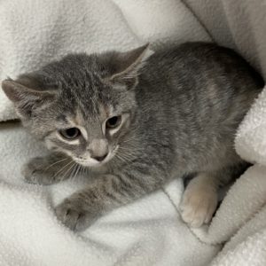 Picture of Genie