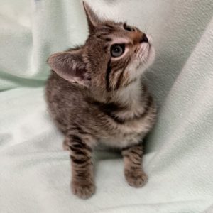 Picture of Ghost