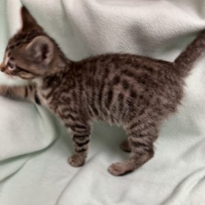 Picture of Ghost