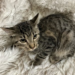 Picture of Giovanni