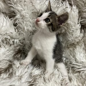 Picture of Huckleberry