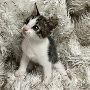 Picture of Huckleberry