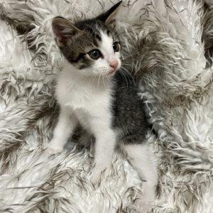 Picture of Huckleberry
