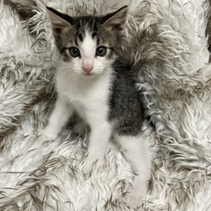Picture of Huckleberry