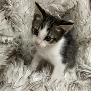 Picture of Huckleberry