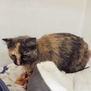 Picture of Kitty