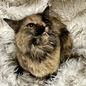Picture of Kitty