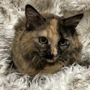 Picture of Kitty