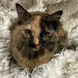 Picture of Kitty