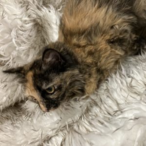 Picture of Kitty