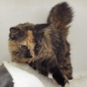Picture of Kitty