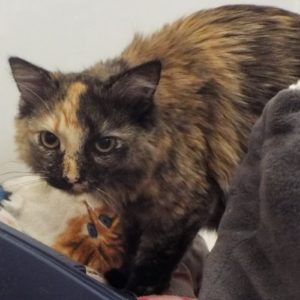 Picture of Kitty