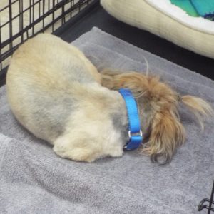 Picture of Max