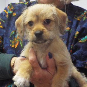 Picture of Mickey