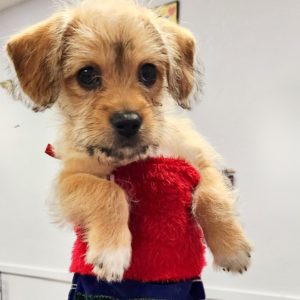 Picture of Mickey