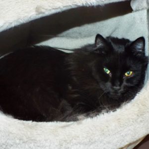 Picture of Midnight