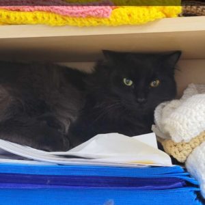 Picture of Midnight